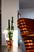 Euphorbia « Cactus Cowboy » – Plante D’Intérieur