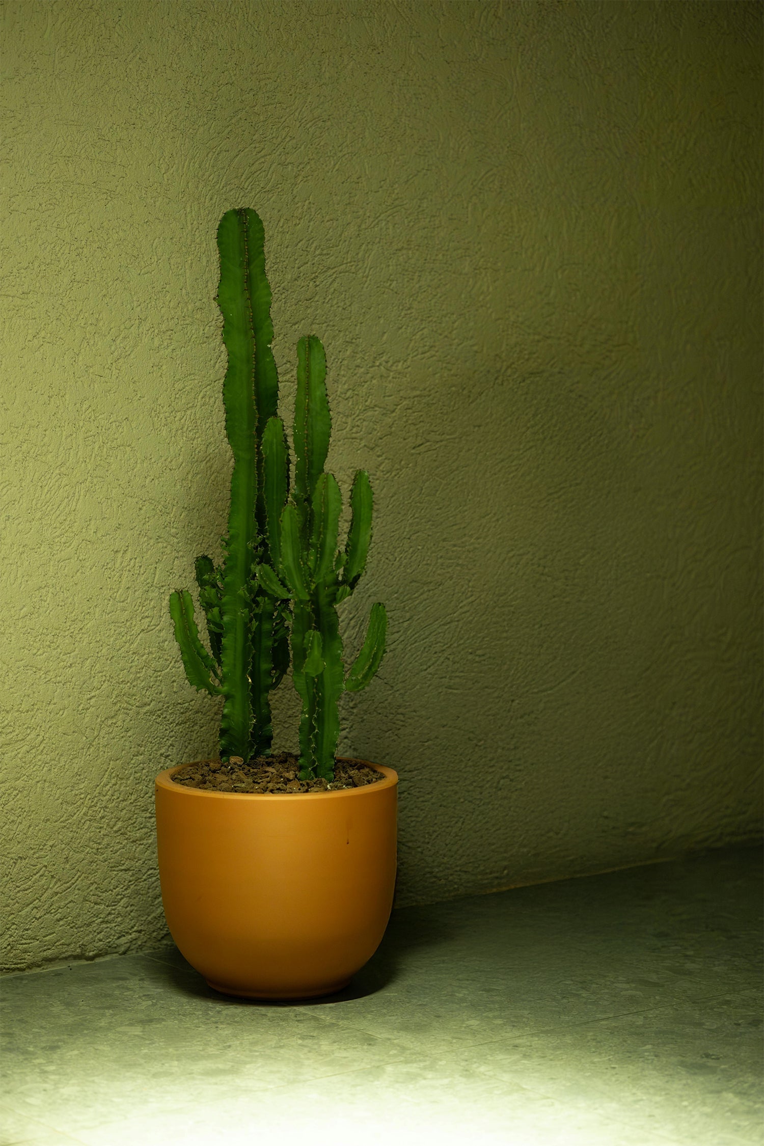 Euphorbia « Cactus Cowboy » – Plante D’Intérieur