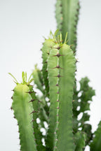 Euphorbia « Cactus Cowboy » – Plante D’Intérieur
