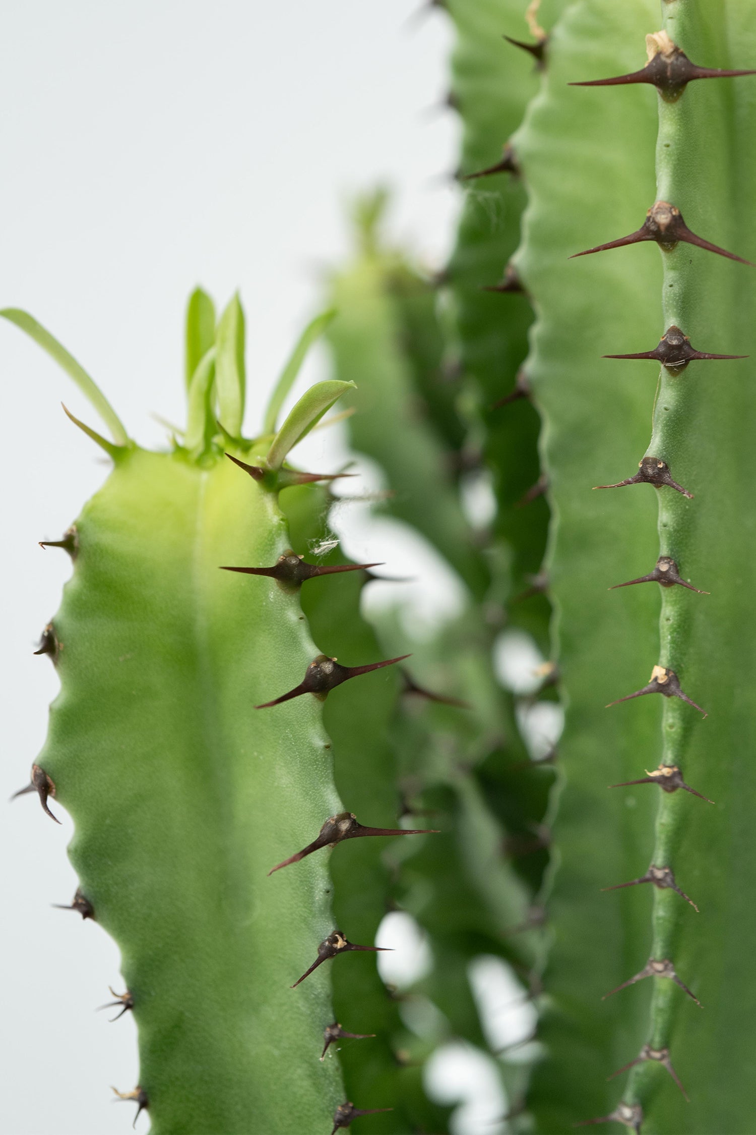 Euphorbia « Cactus Cowboy » – Plante D’Intérieur