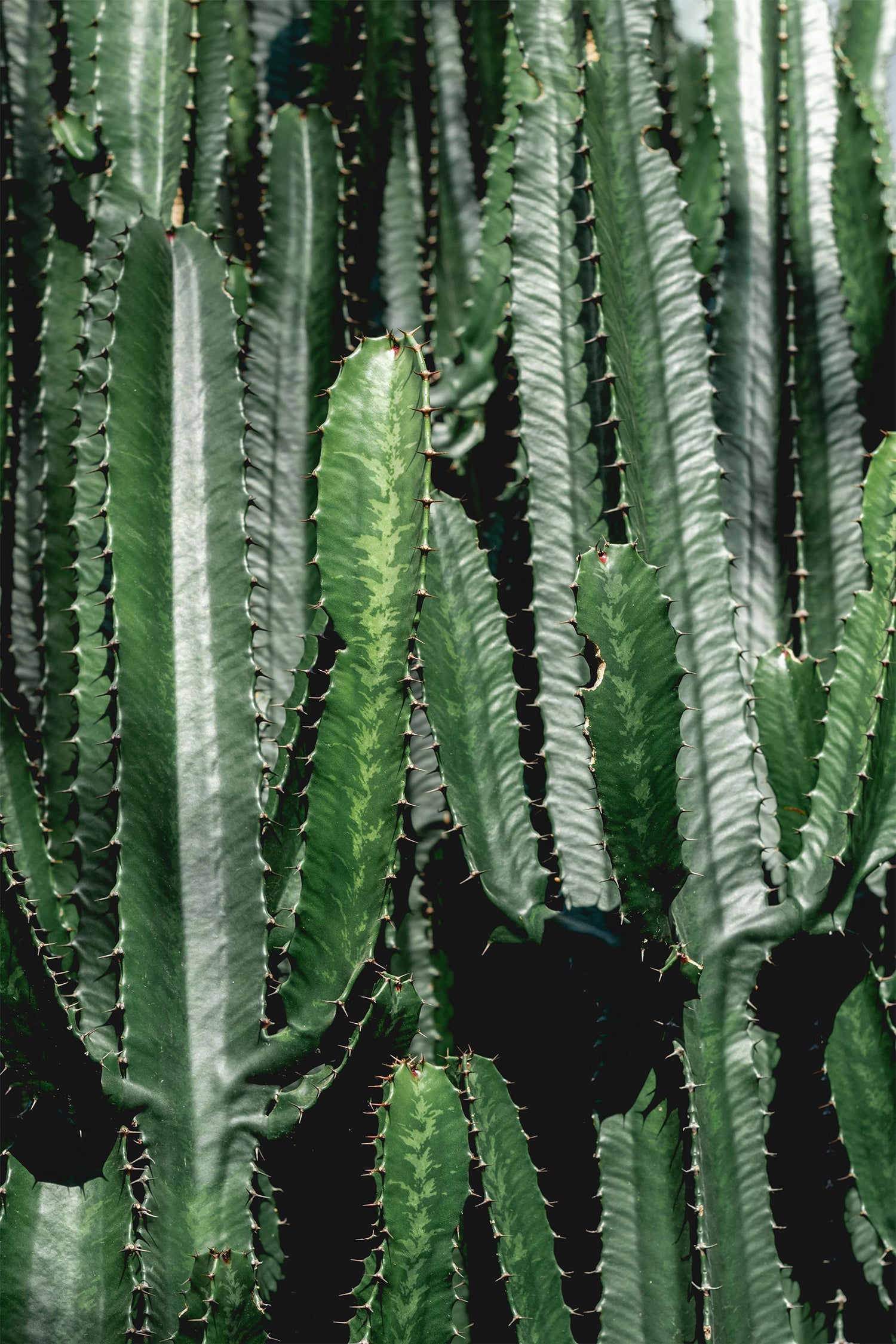Euphorbia « Cactus Cowboy » – Plante D’Intérieur