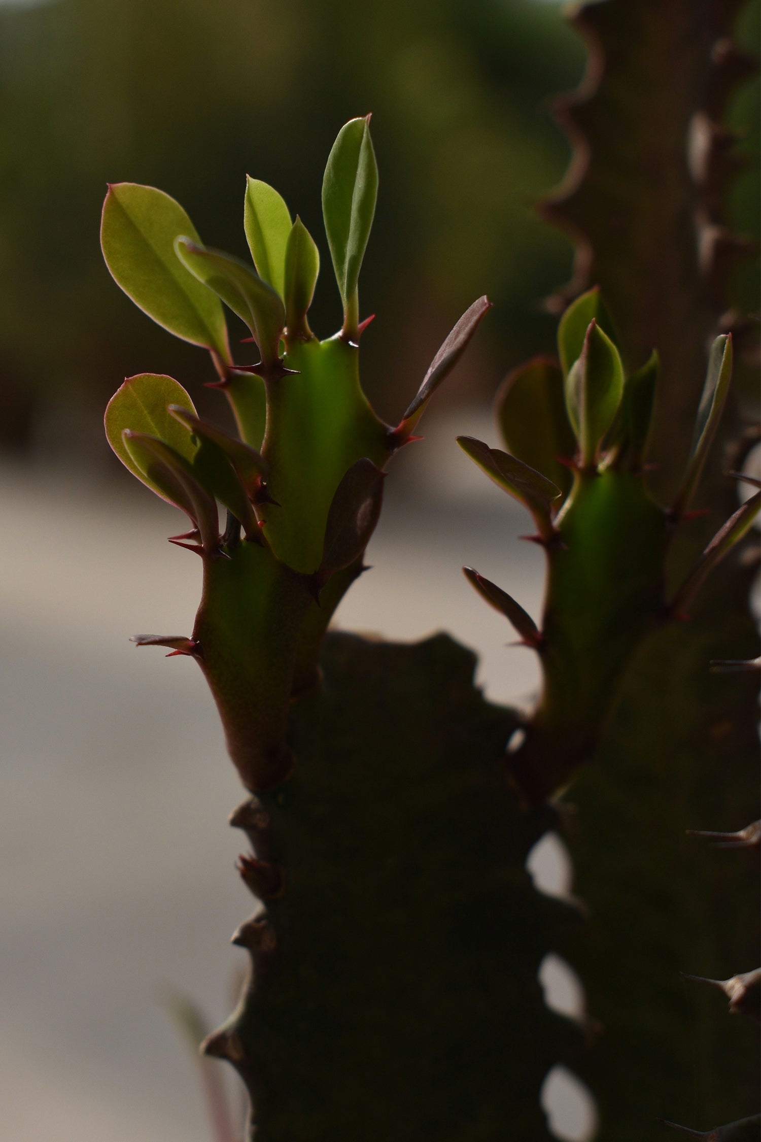 Euphorbia « Cactus Cowboy » – Plante D’Intérieur