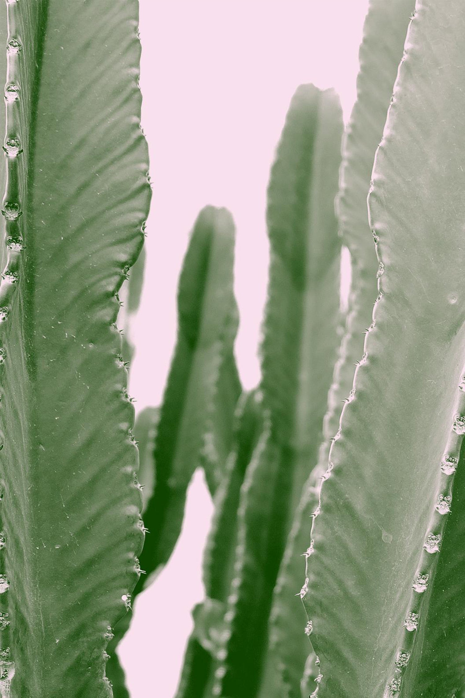 Euphorbia « Cactus Cowboy » – Plante D’Intérieur