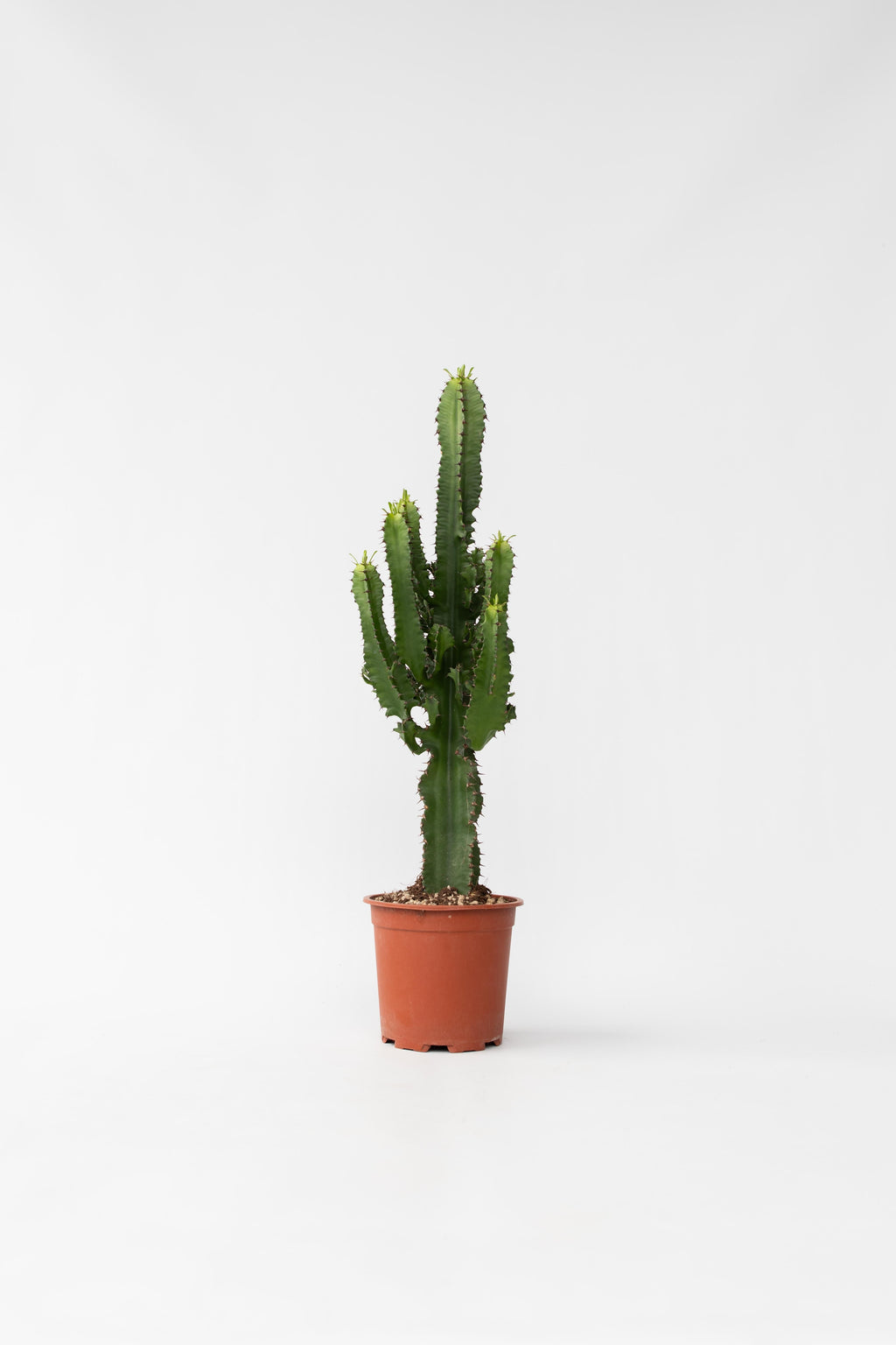 Euphorbia « Cactus Cowboy » – Plante D’Intérieur