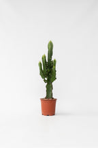 Euphorbia « Cactus Cowboy » – Plante D’Intérieur