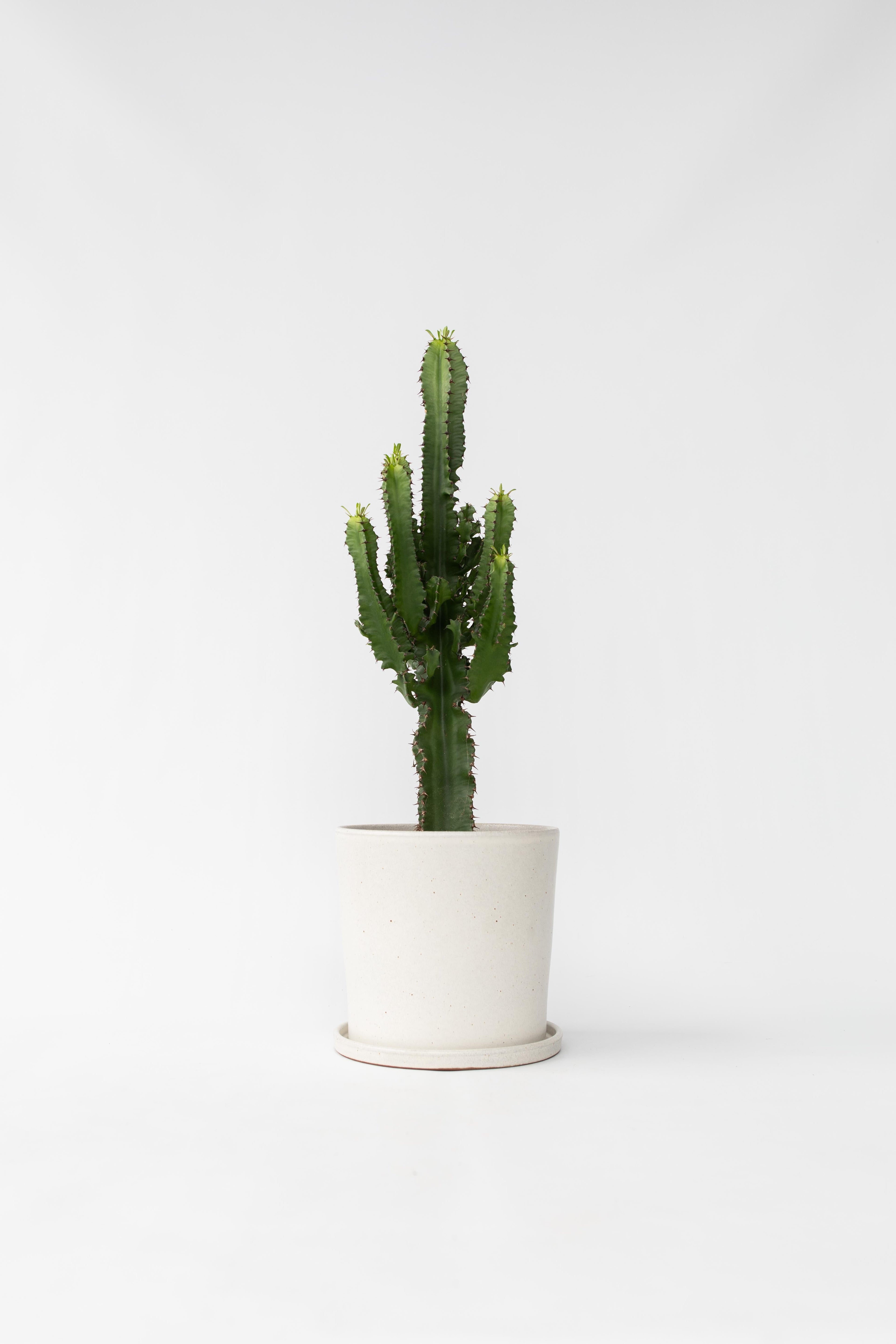 Euphorbia « Cactus Cowboy » – Plante D’Intérieur