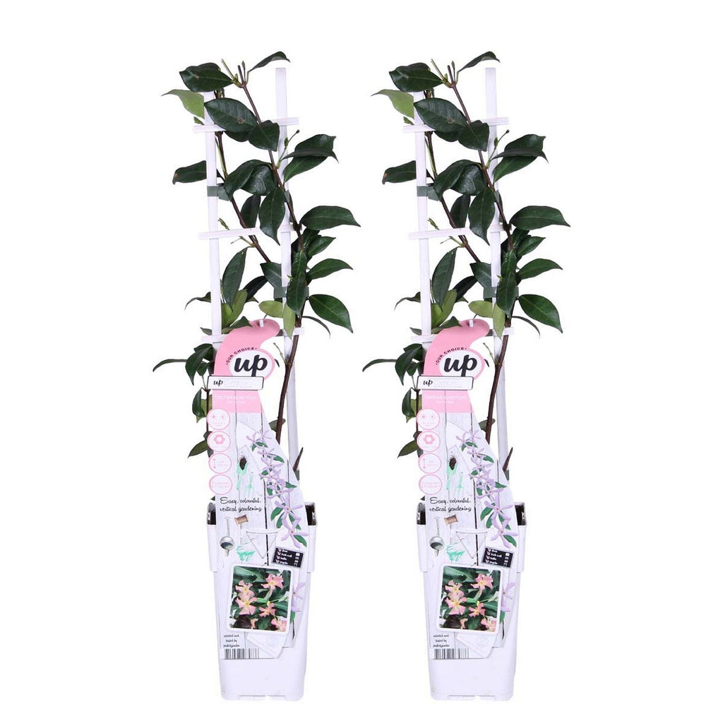 Lot De 2 Jasmins Roses Pink Shower – Plante D'Extérieur