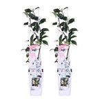 Lot De 2 Jasmins Roses Pink Shower – Plante D'Extérieur