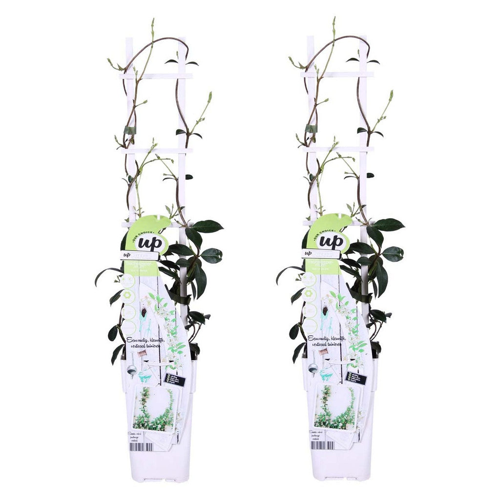 Lot De 2 Jasmins Blancs Star Of Venice – Plante D'Extérieur