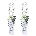 Lot De 2 Jasmins Blancs Star Of Venice – Plante D'Extérieur