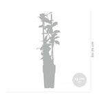 Lot De 2 Jasmins Blancs Star Of Venice – Plante D'Extérieur