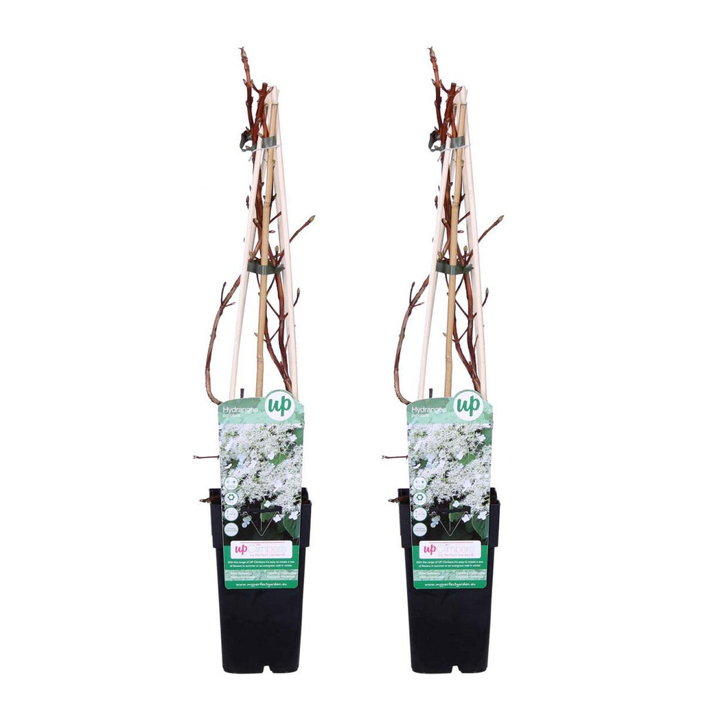 Lot De 2 Hortensias Petiolaris – Plante D'Extérieur