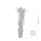 Lot De 2 Hortensias Petiolaris – Plante D'Extérieur