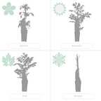 Lot De 2 Hortensias Petiolaris – Plante D'Extérieur
