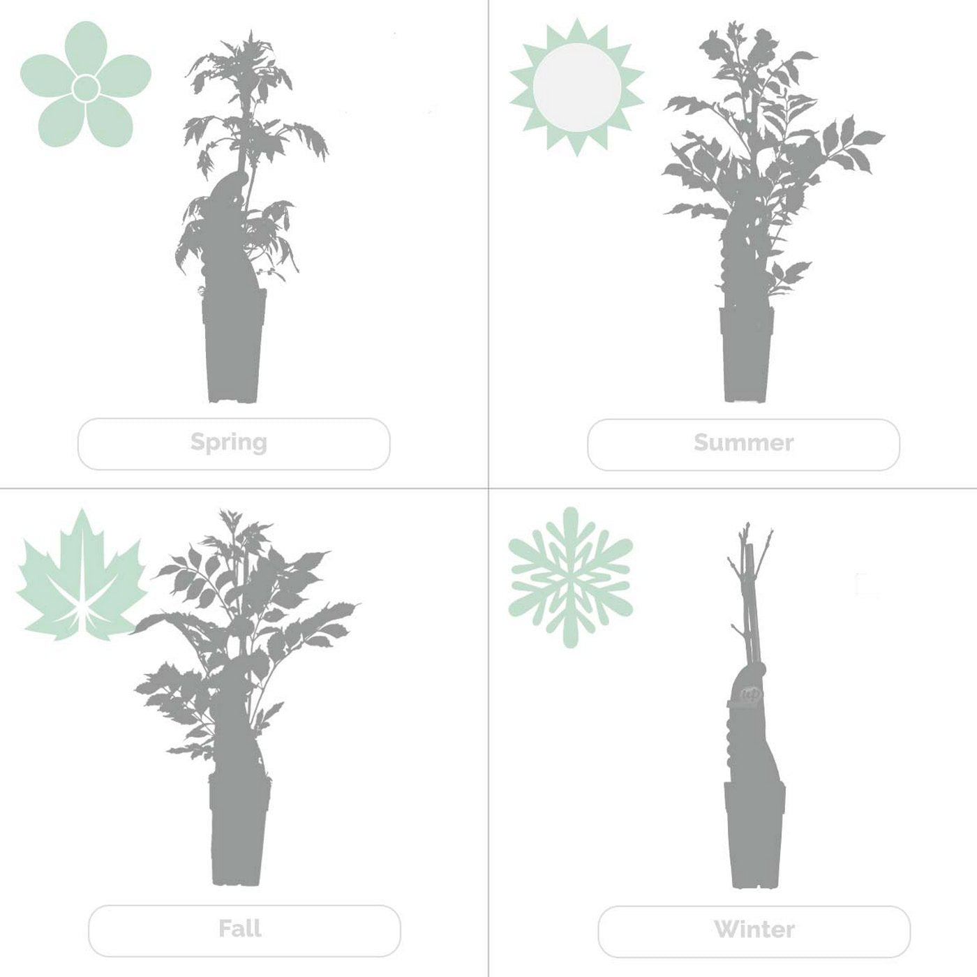 Lot De 2 Hortensias Petiolaris – Plante D'Extérieur