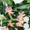 Lot De 2 Jasmins Roses Pink Shower – Plante D'Extérieur