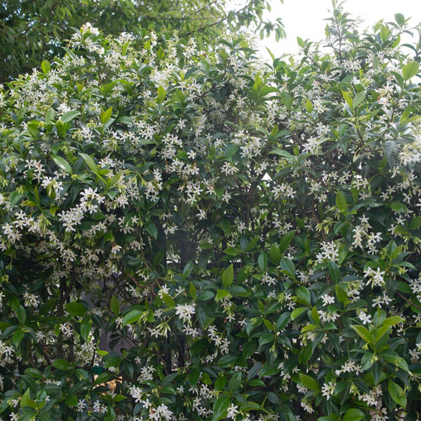 Lot De 2 Jasmins Blancs Star Of Venice – Plante D'Extérieur
