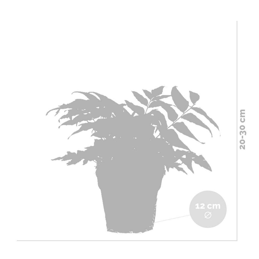 Lot De 3 Fougères – Plante D'Intérieur