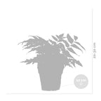 Lot De 3 Fougères – Plante D'Intérieur