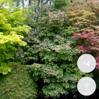Lot De 4 Érables Du Japon – Plante D'Extérieur
