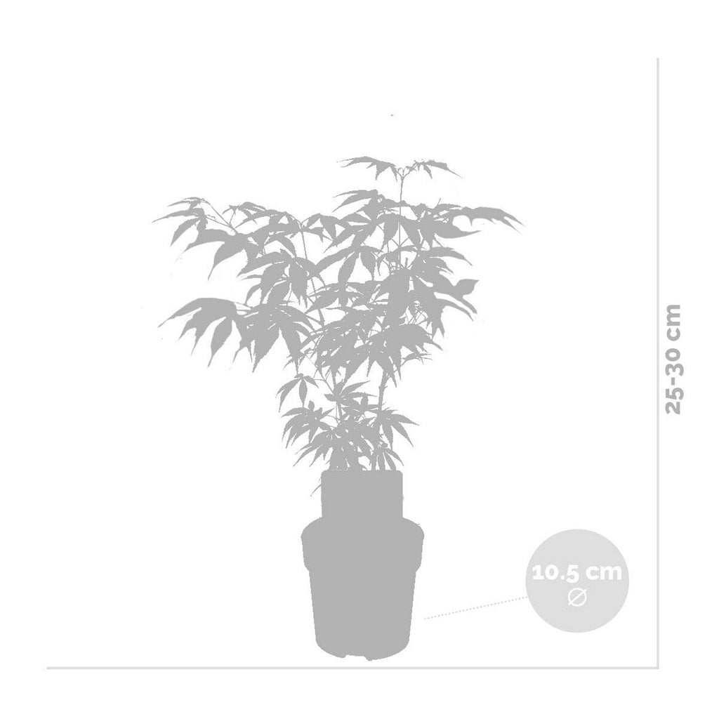 Lot De 4 Érables Du Japon – Plante D'Extérieur