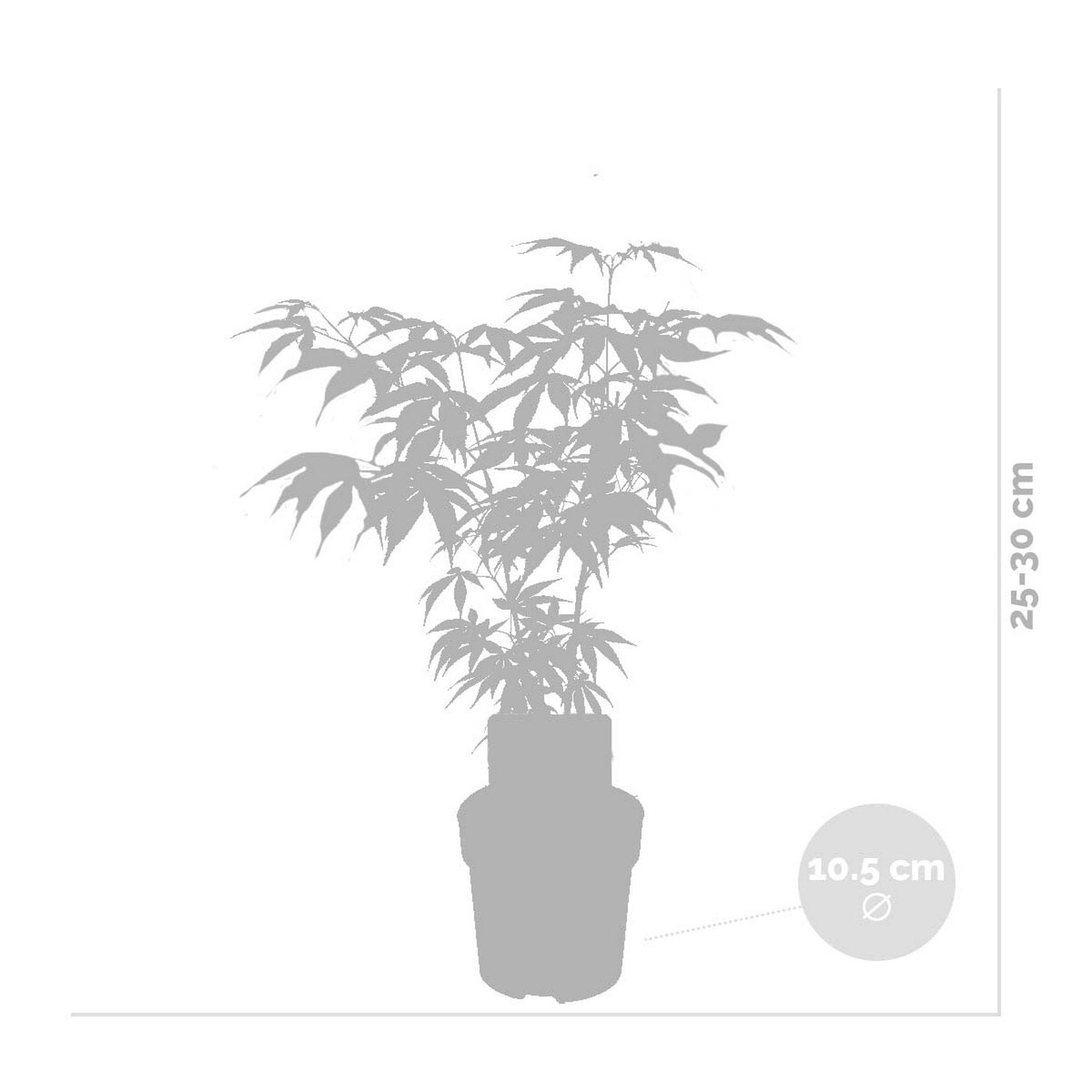 Lot De 4 Érables Du Japon – Plante D'Extérieur