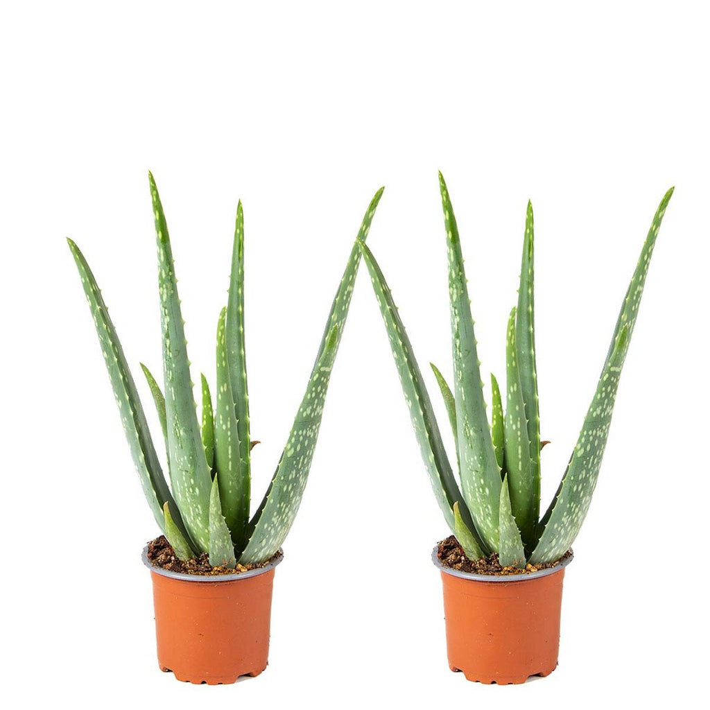 Lot De 2 Aloès Vera – Plante D'Intérieur