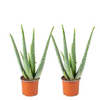 Lot De 2 Aloès Vera – Plante D'Intérieur