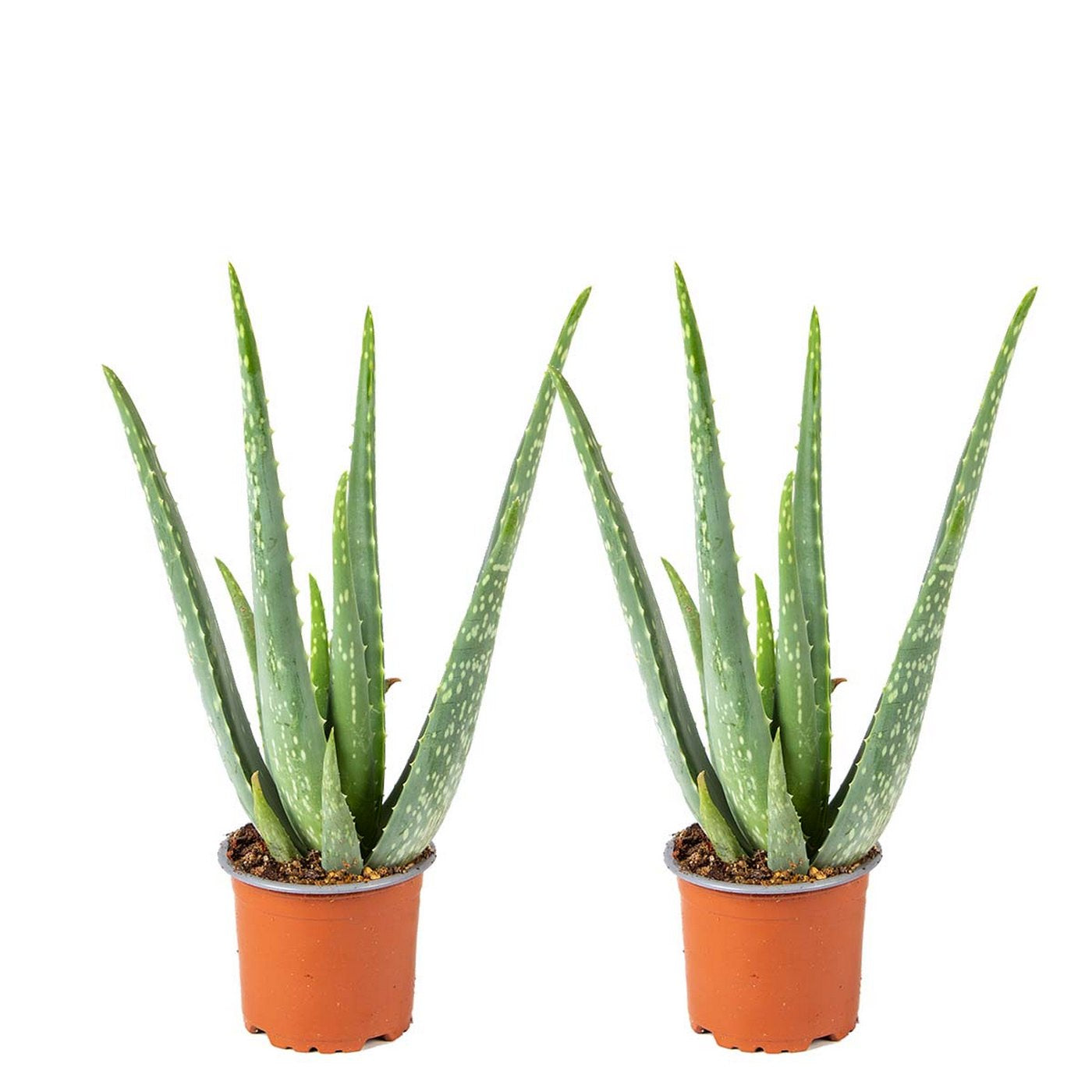 Lot De 2 Aloès Vera – Plante D'Intérieur