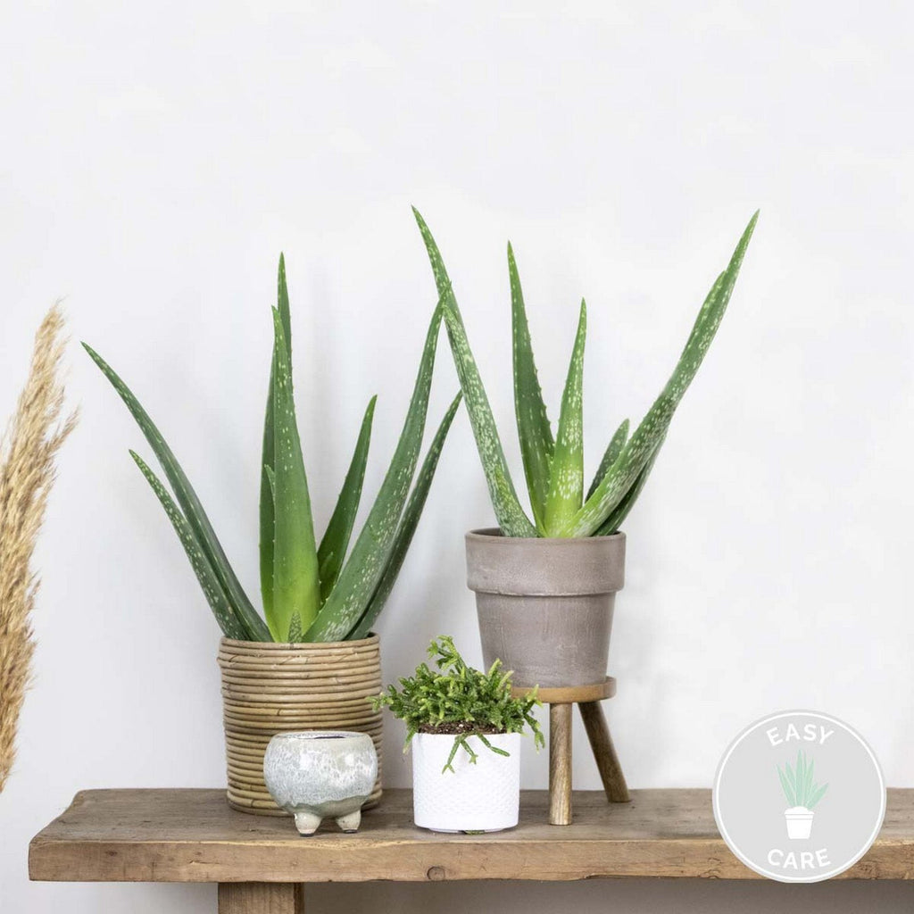 Lot De 2 Aloès Vera – Plante D'Intérieur