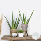 Lot De 2 Aloès Vera – Plante D'Intérieur