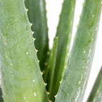 Lot De 2 Aloès Vera – Plante D'Intérieur