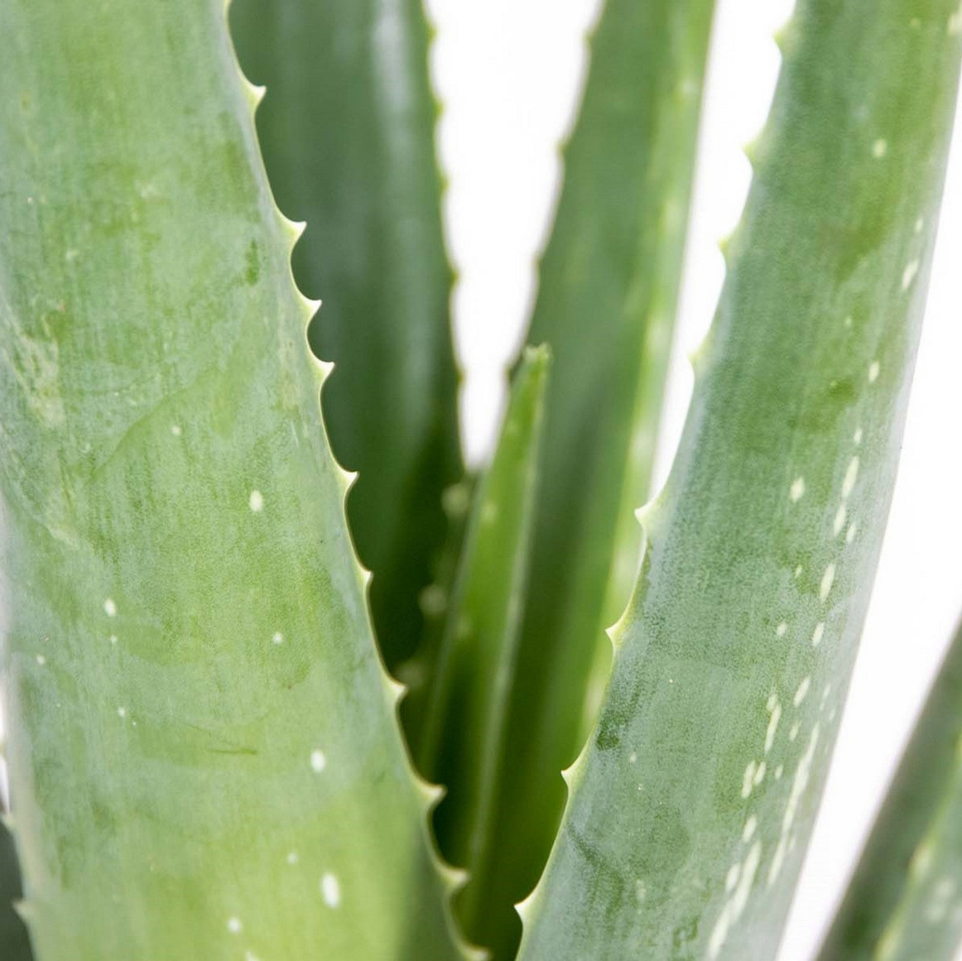 Lot De 2 Aloès Vera – Plante D'Intérieur