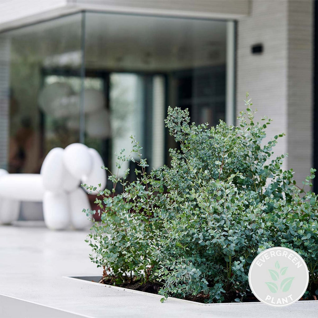 Eucalyptus Gunnii – Plante D'Extérieur
