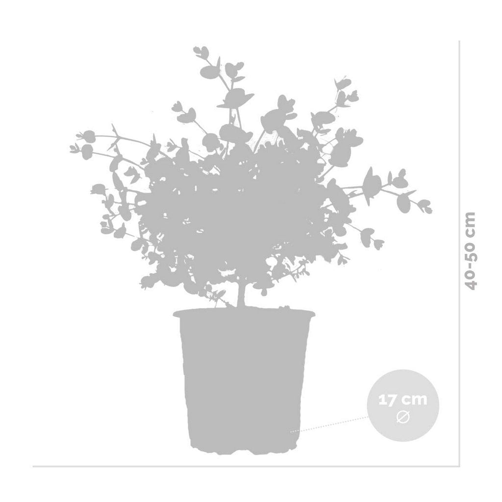 Eucalyptus Gunnii – Plante D'Extérieur