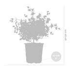 Eucalyptus Gunnii – Plante D'Extérieur