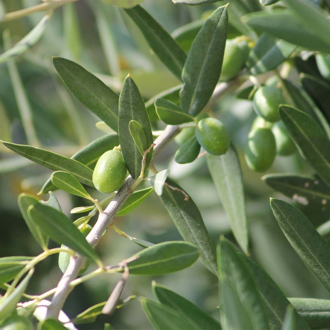Lot De 2 Petits Oliviers – Plante D'Extérieur
