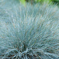 Lot De 3 Festuca – Plante D'Extérieur