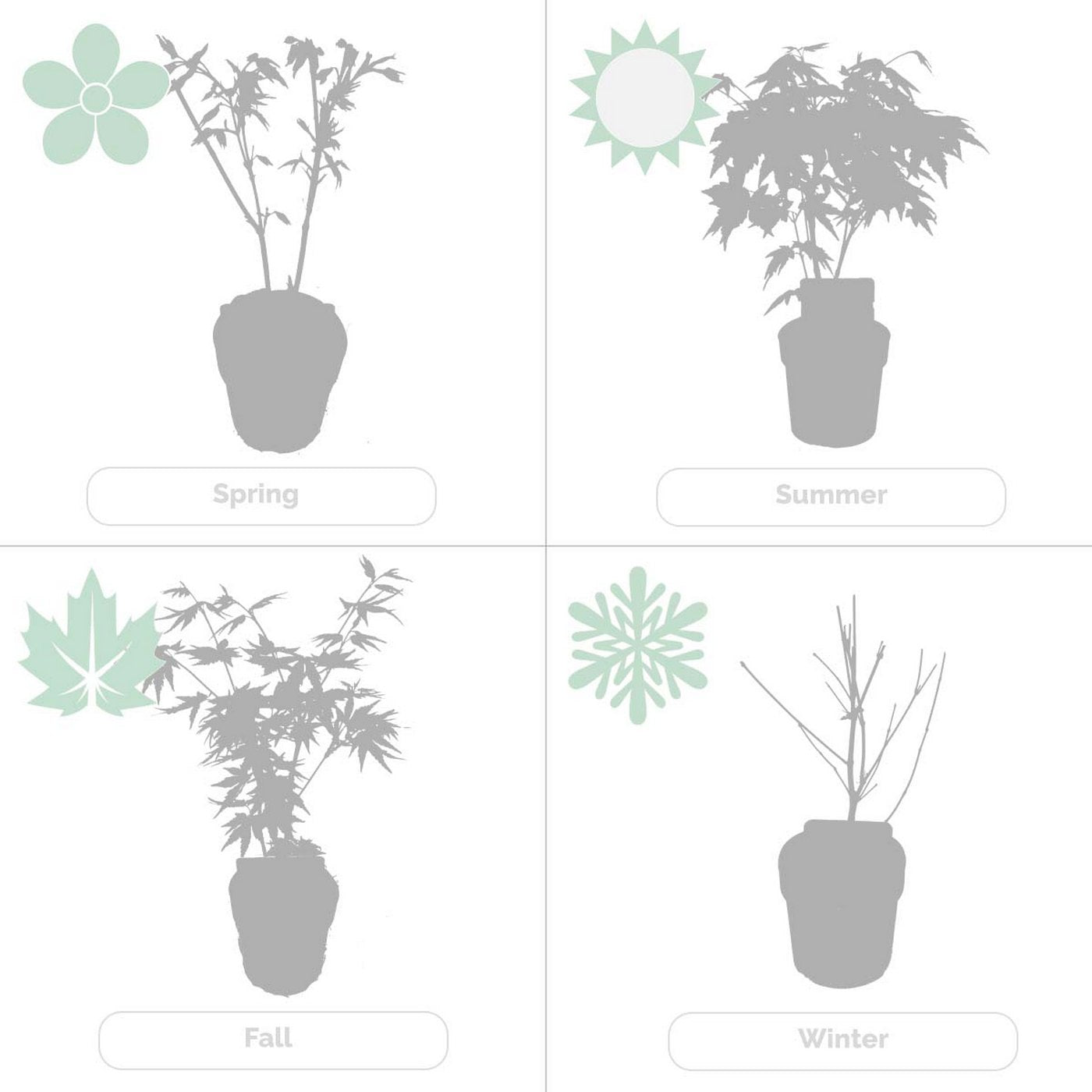 Lot De 4 Érables Du Japon – Plante D'Extérieur