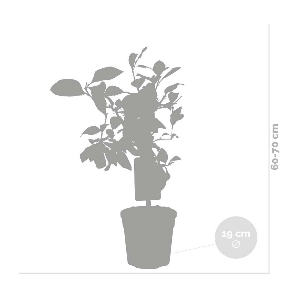 Citronnier - Citrus Limon – Plante D'Extérieur