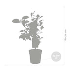 Citronnier - Citrus Limon – Plante D'Extérieur