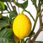 Citronnier - Citrus Limon – Plante D'Extérieur