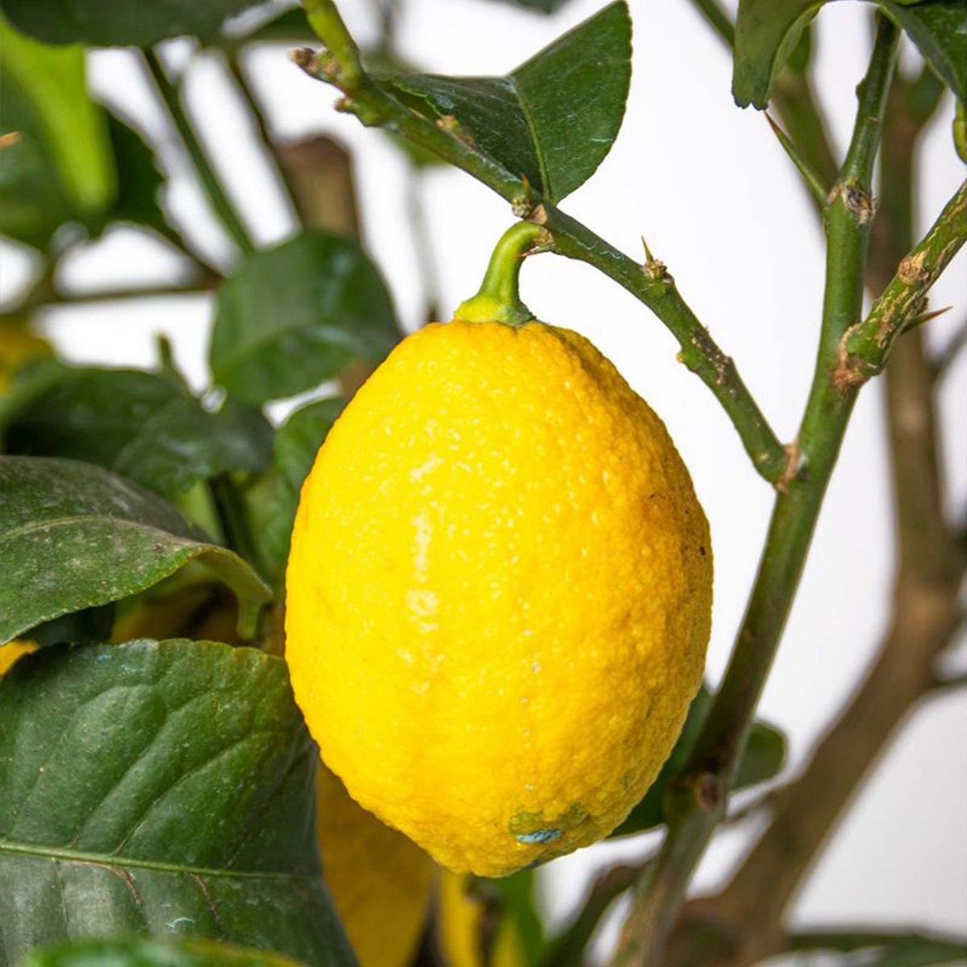 Citronnier - Citrus Limon – Plante D'Extérieur