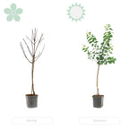 Citronnier - Citrus Limon – Plante D'Extérieur