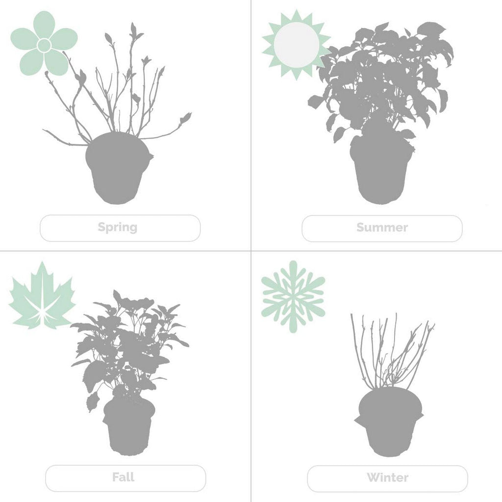 Hortensia Pink Annabel – Plante D'Extérieur