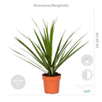 Lot De 4 Plantes Purificatrices D'Air – Plante D'Intérieur