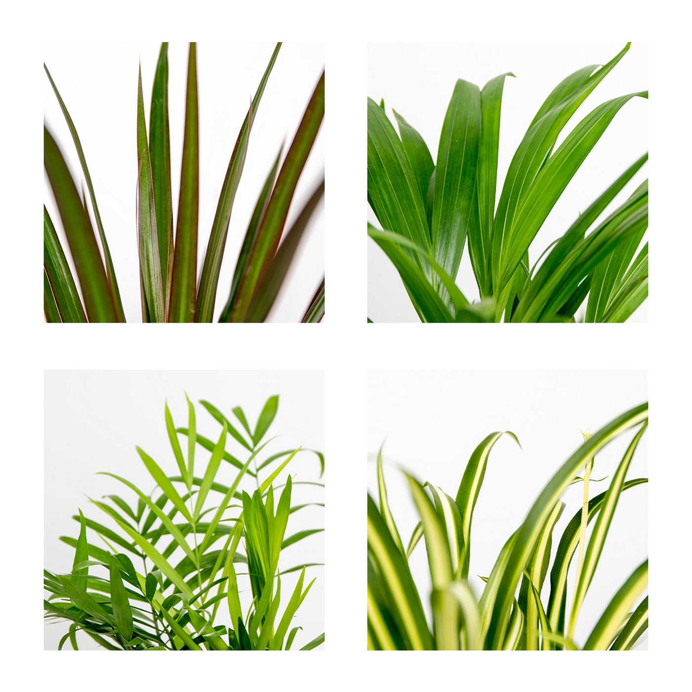 Lot De 4 Plantes Purificatrices D'Air – Plante D'Intérieur