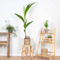Cocos Nucifera – Plante D'Intérieur