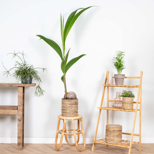 Cocos Nucifera – Plante D'Intérieur