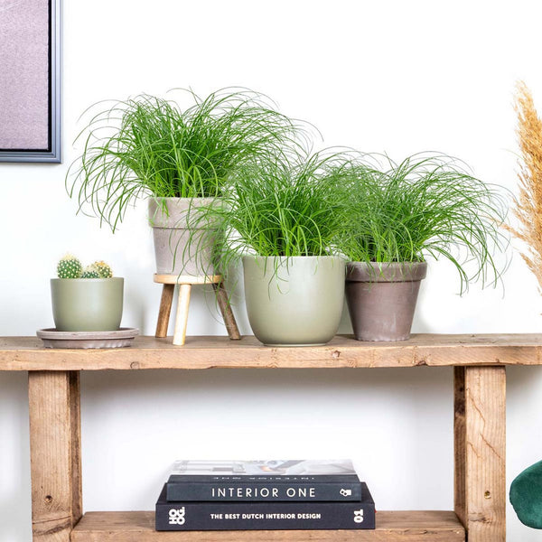 Lot De 3 Cyperus Zumula Herbe À Chat – Plante D'Intérieur